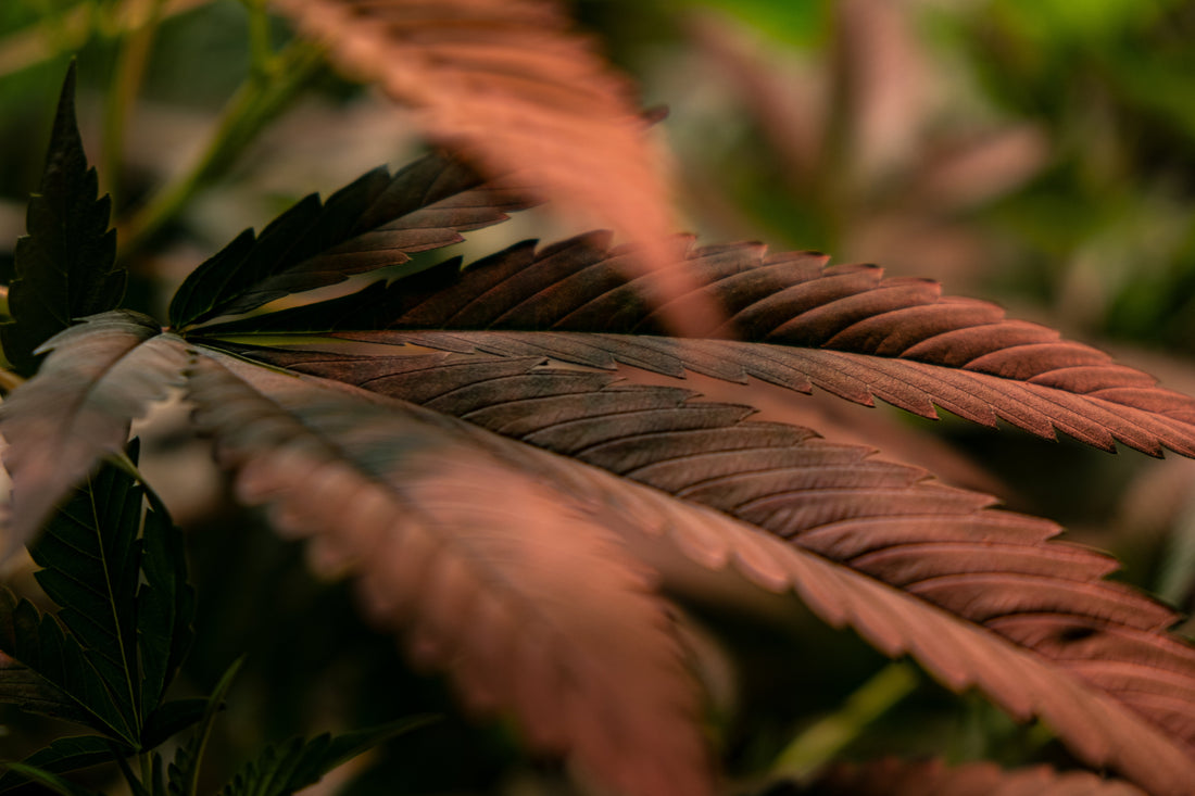 Was ist CBD? Alles Wichtige über Cannabidiol