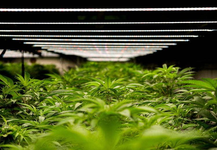 Zelt und Growset’s