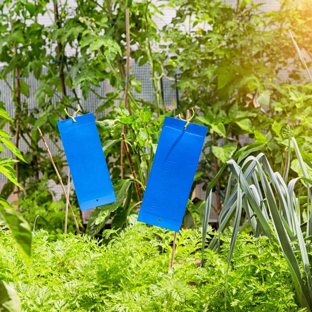 Thrips-Fangtafeln – 10er Pack, insektizidfrei, Früherkennung, beleimt